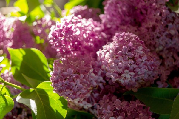 сирень цветки