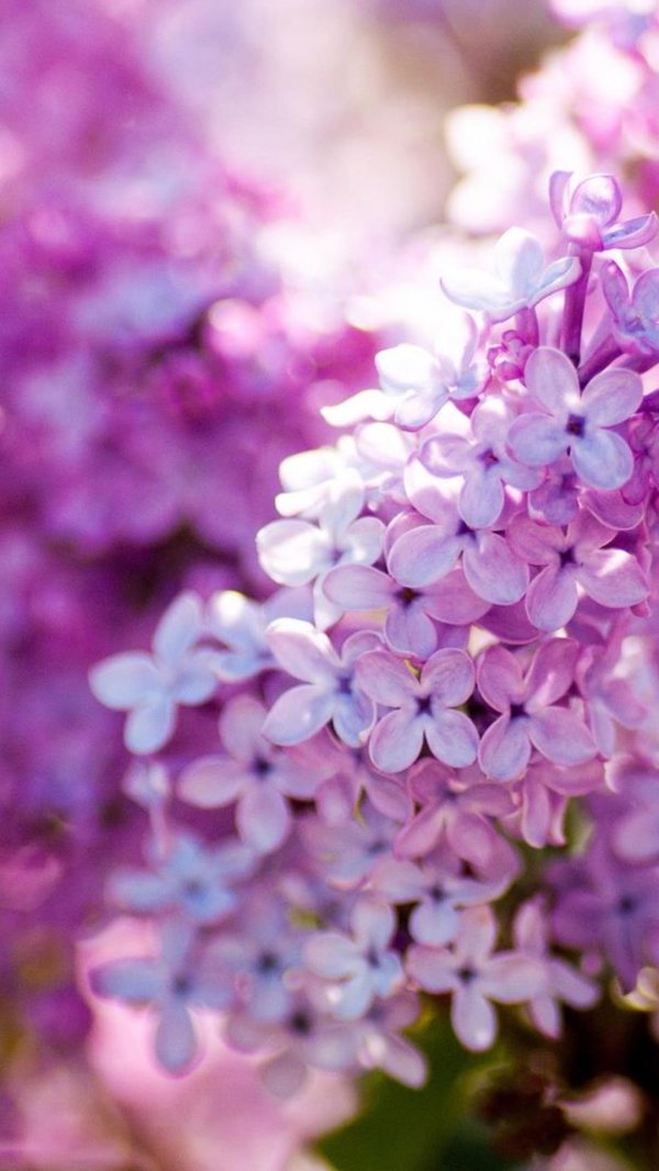 весна сирень