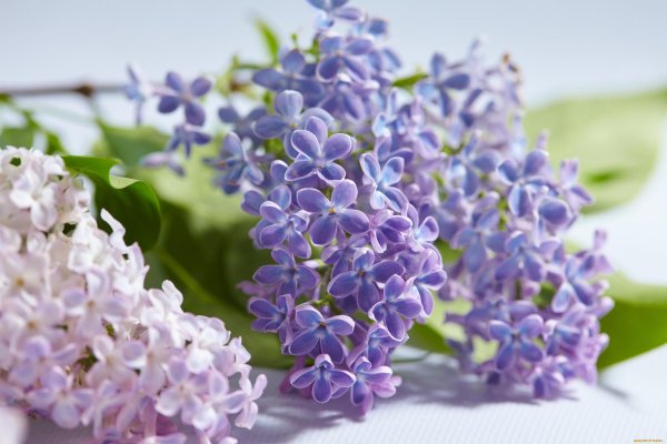 сирень макро