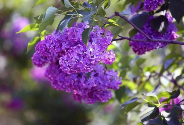 сирень роберт хопфл