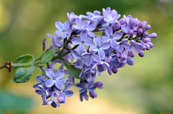 пятилистная сирень