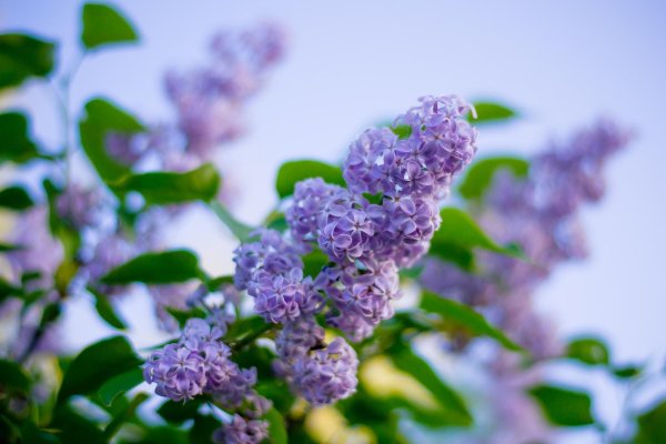 сирень юньнаньская