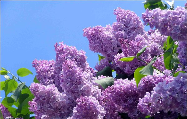 майская сирень