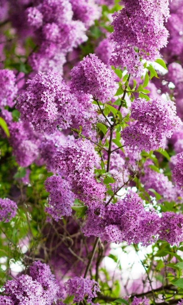 сирень перистая