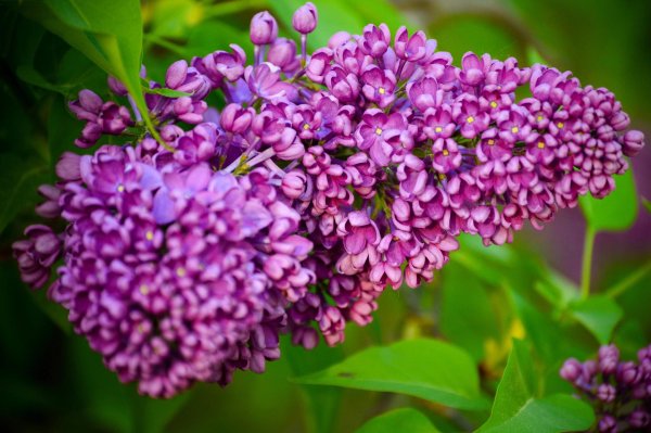 сирень цветки