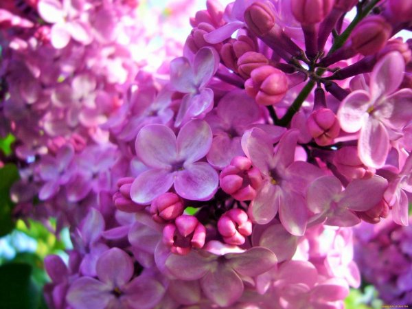 Весна сирень