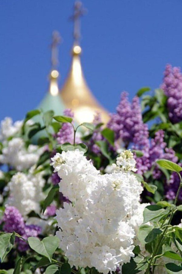 бронница церковь сирень