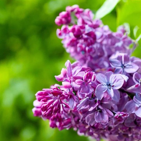 сиреневая сирень