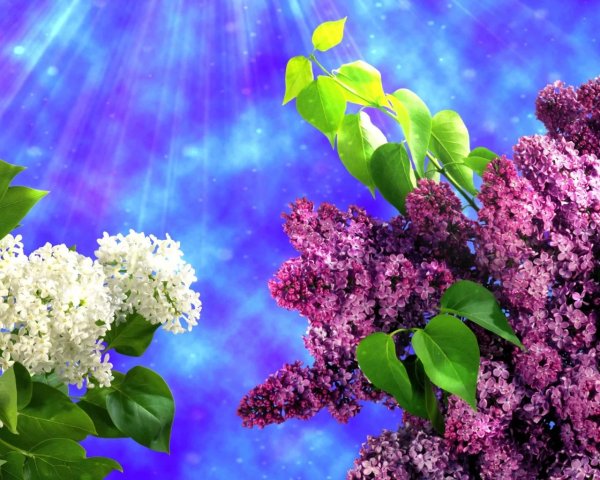 весенняя сирень