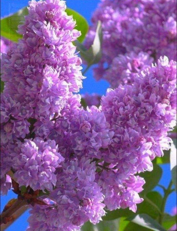 сирень генерал першинг