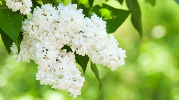 сирень белая