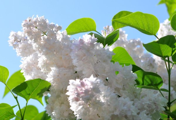 черёмуха сирень