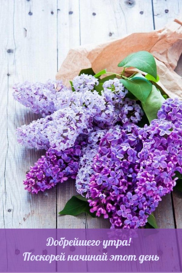 сирень сиреневая