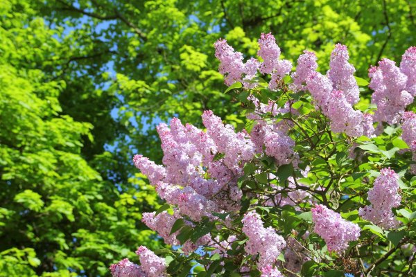 куст сирени весной