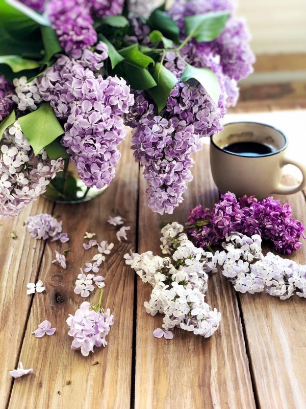 доброе утро с сиренью