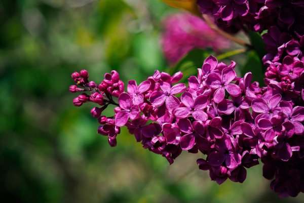 сирень бургунди квин