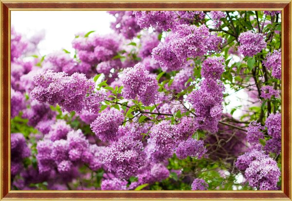 сирень черемуха