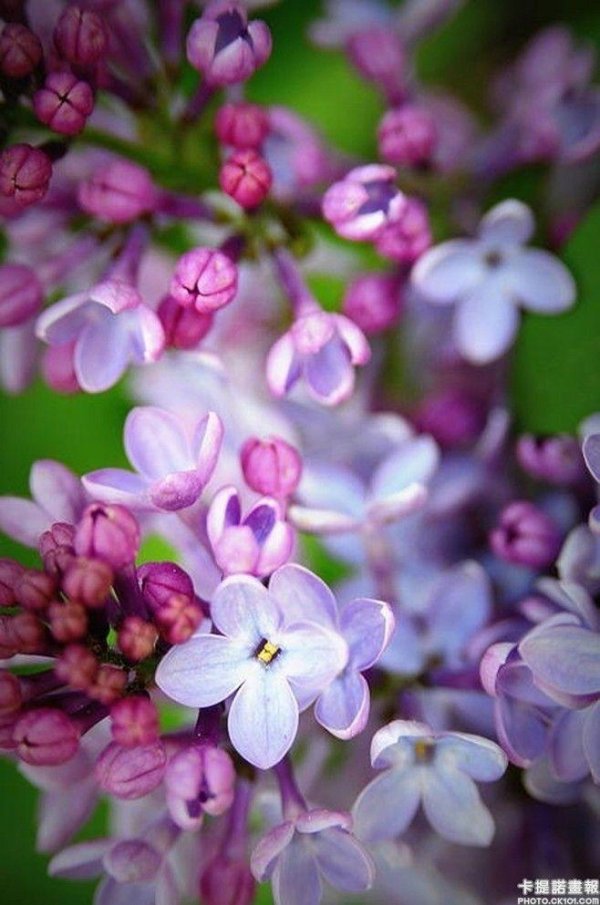 сирень крупная