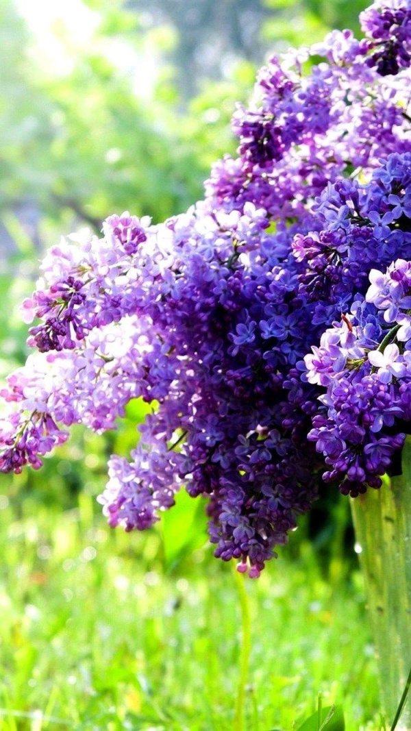 апрельская сирень