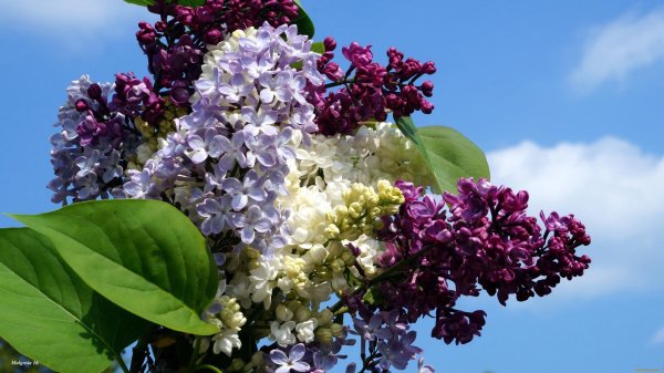 сирень гавриил державин