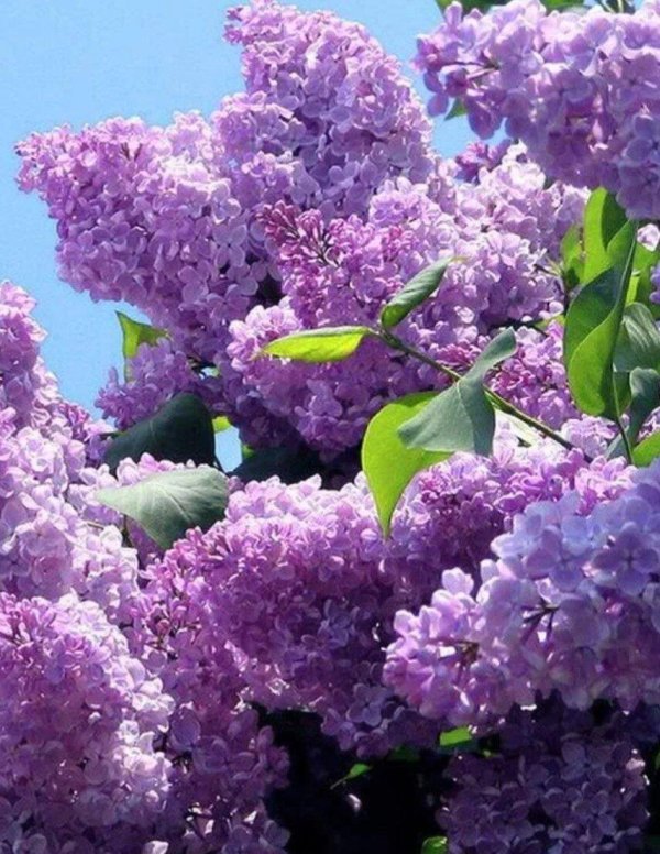 сирень перистая