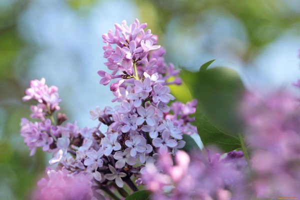 майская сирень