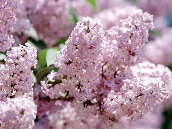 сирень сорт романс