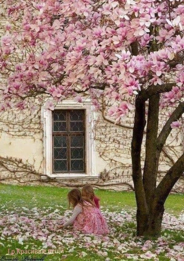 цветущие сады