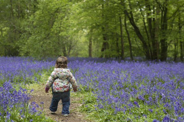 bluebell wood