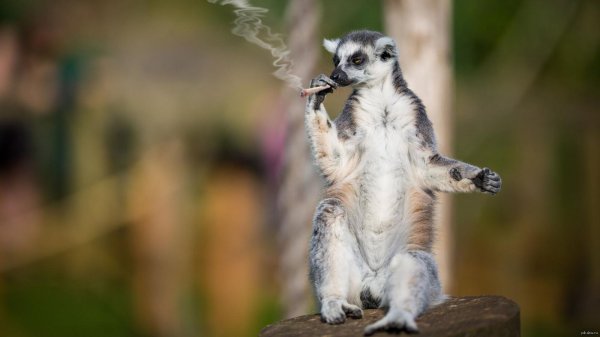 лемур збагоен