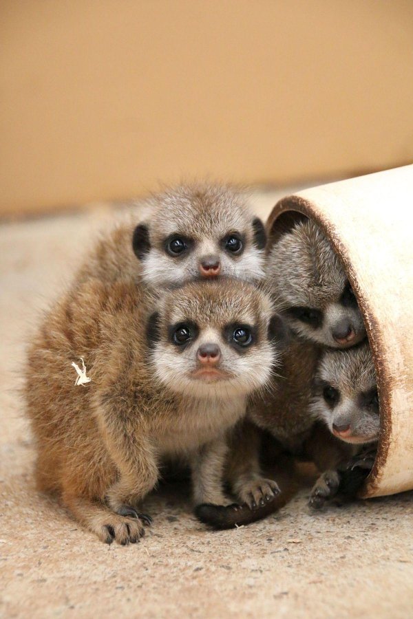 что такое сурикат