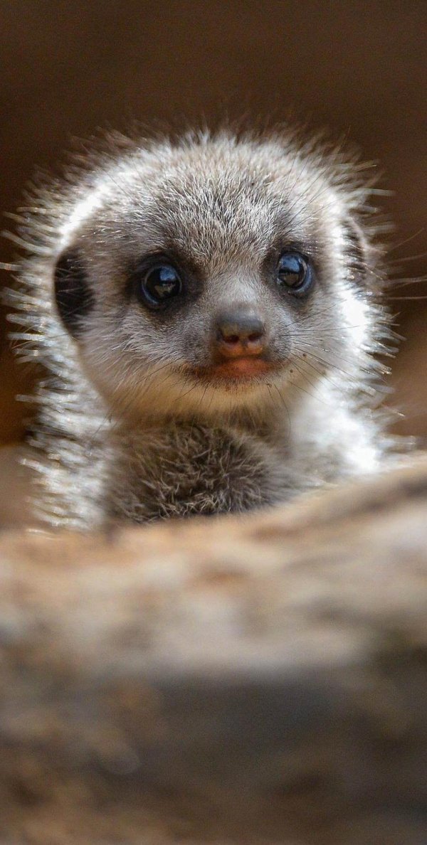 сурикат бейби