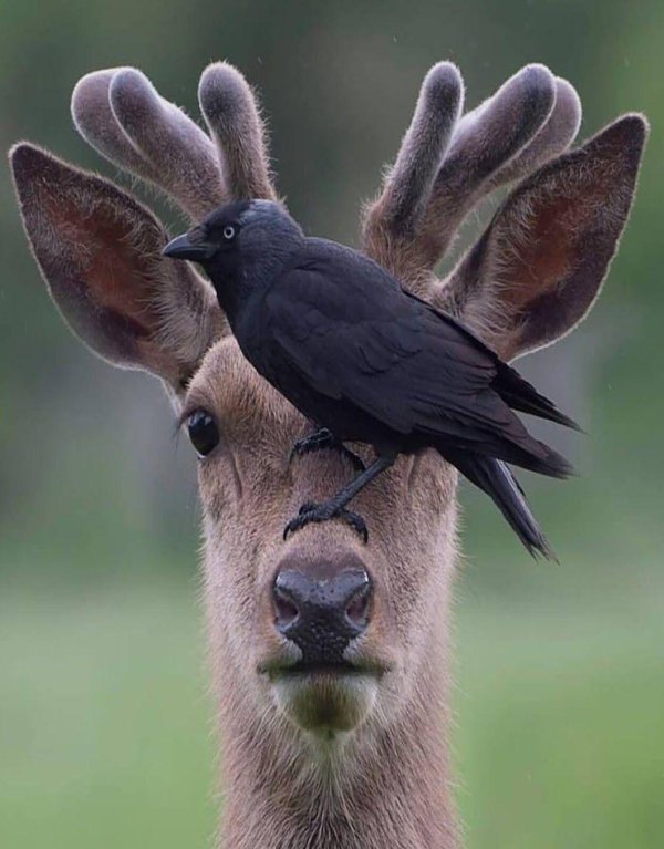 смешные олени