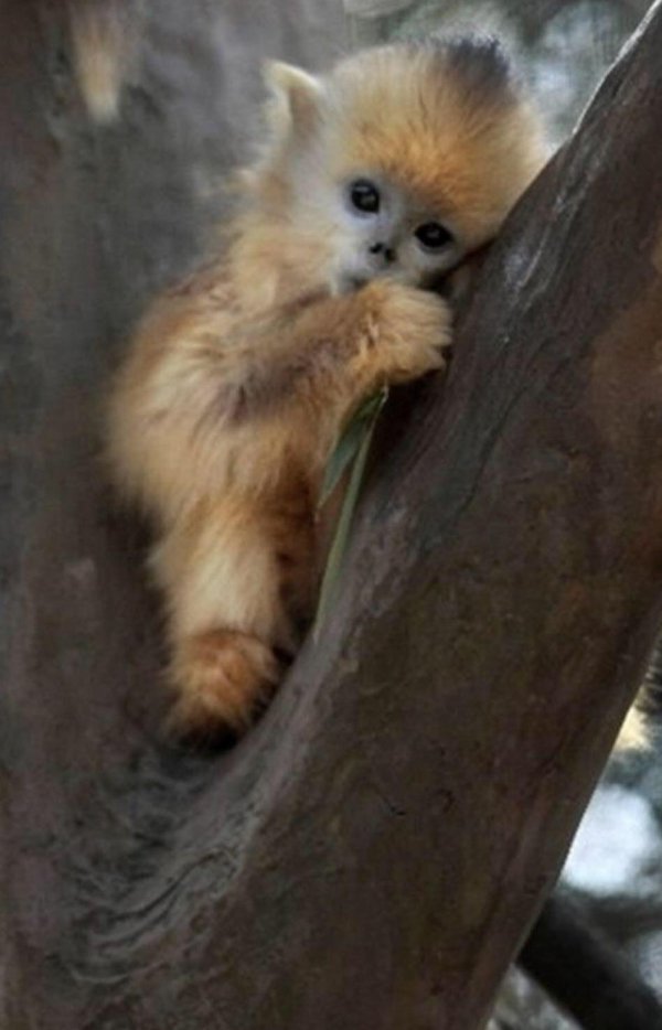 пушистая обезьяна