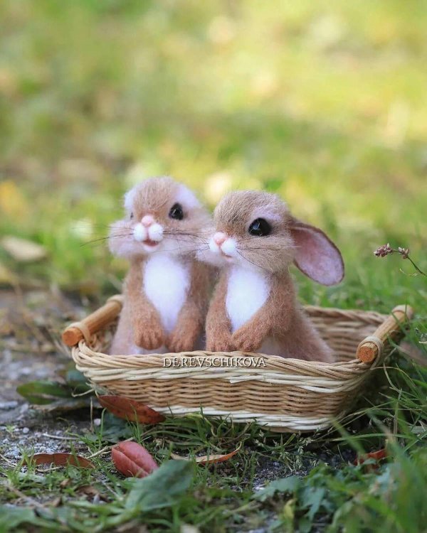 милашки зверюшки