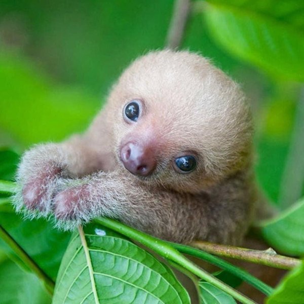 карликовый ленивец