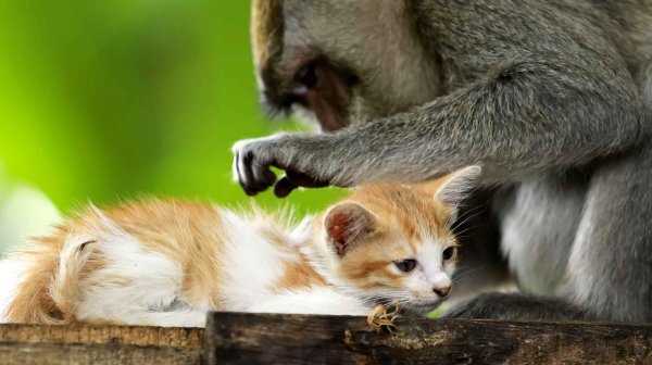 кошачья обезьяна