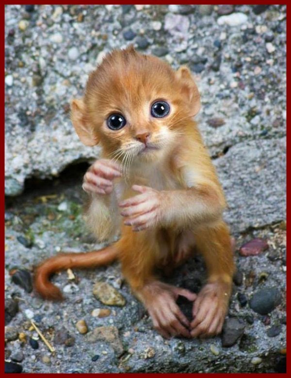 маленькая мартышка