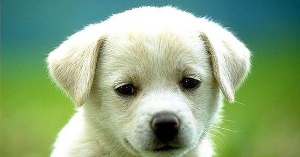 лабрадор ретривер