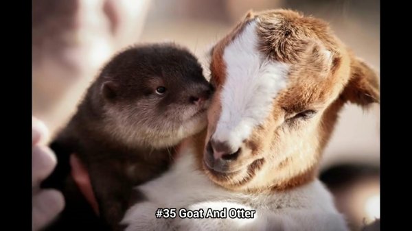 маленькие козлята