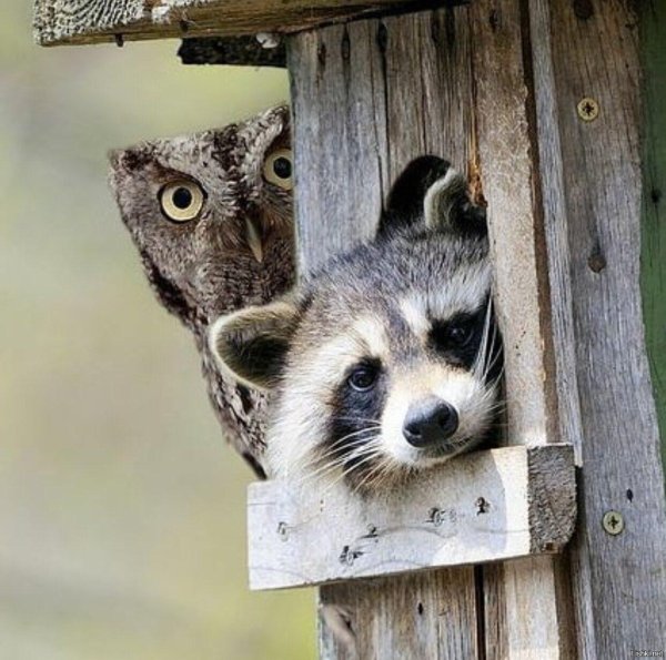 доброе утро енот