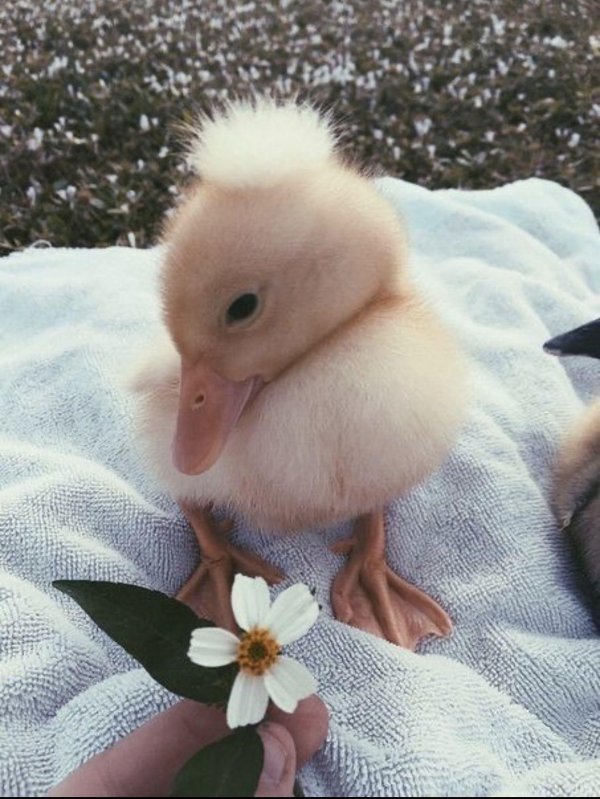 утя утя утя