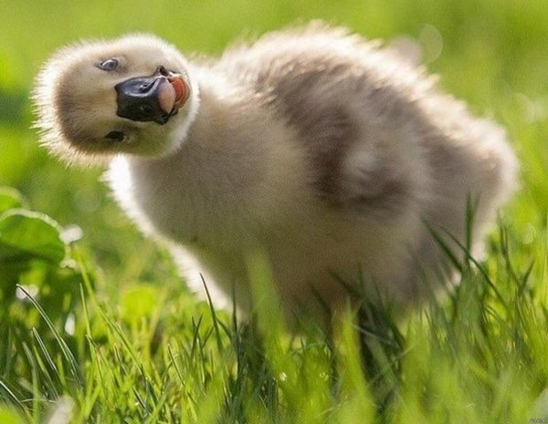 гусята суточные