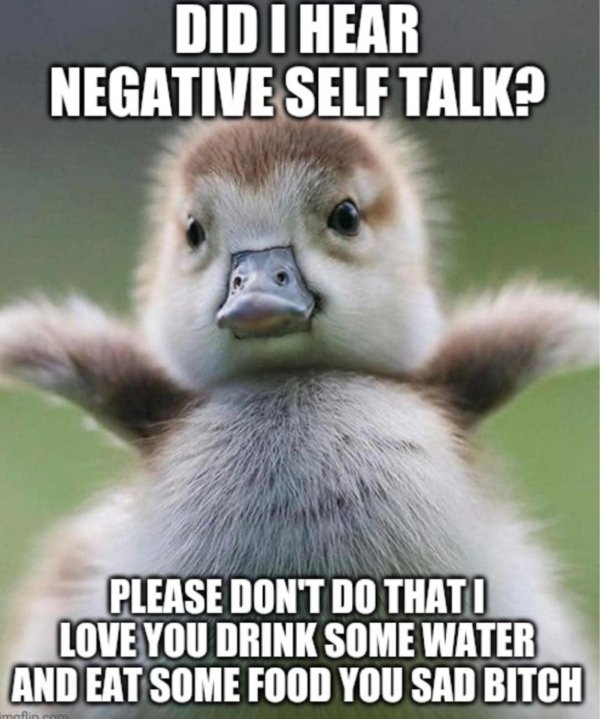 Прикольные животные