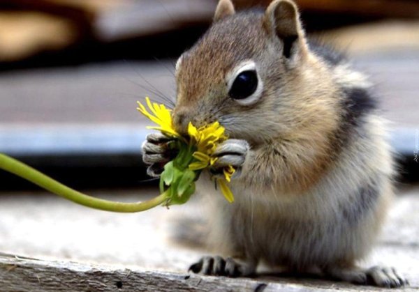 бурундук милый