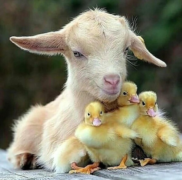 детеныши животных