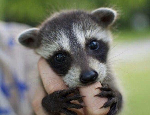 маленькие еноты