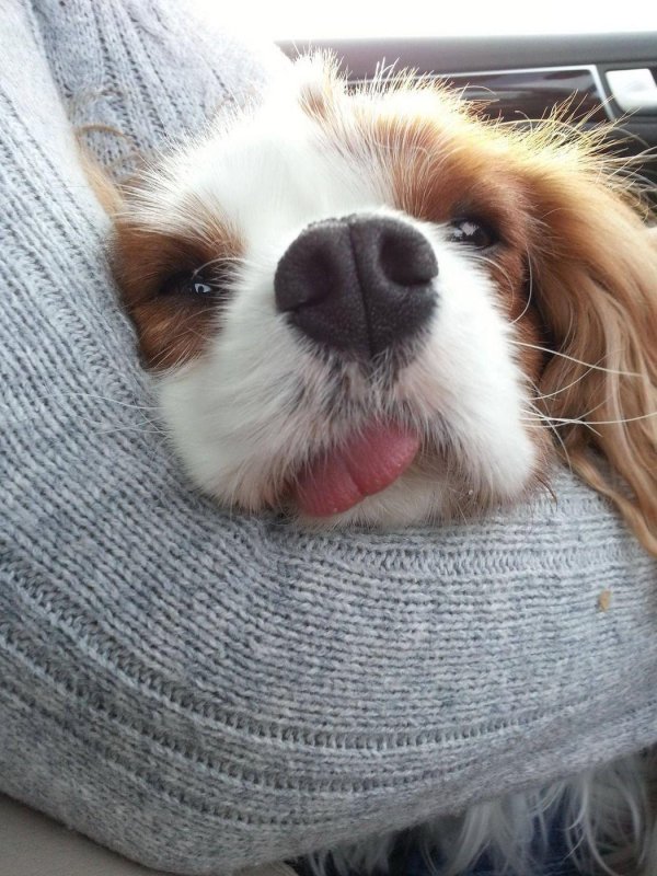 классные собаки