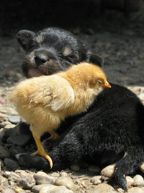 доминант 459 цыплята