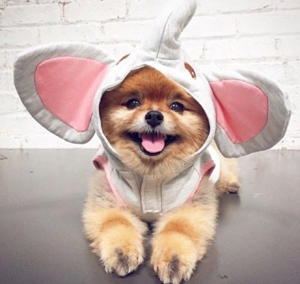 померанский шпиц jiffpom